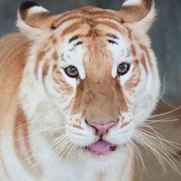 inu25